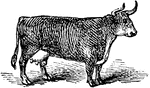An illustration of a cow.