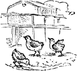An illustration of a barnyard with baby chicks.