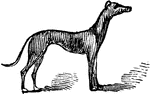 An illustration of a grey hound.