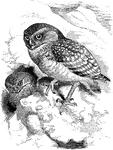 "Speotyto cunicularia, the Burrowing Owl, a comparatively long-legged and short -winged bird with incomplete facial discs and unfeathered toes, is umber-brown varied with yellowish and white, the lower parts becoming lighter." A. H. Evans