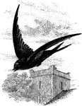 "The coloration of the twenty or more species of Cypselus is sooty-black or mouse-brown, frequently exhibiting a metallic gloss, while the collar, rump, abdomen, or edges of the feathers may be white. A forked tail is not uncommon. The common Swift, or Deviling of Britain, is found through Europe, North Africa, and Asia, southwards t the Himalayas, migrating to South Africa, Madagascar, and Southern Asia." A. H. Evans, 1900
