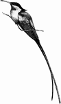 "Aithurus polytmus, the Long-tailed Hummingbird, peculiar to Jamaica, the two tail-feathers next to the outer pair are immensely elongated, and, after crossing one another, bend outwards in a curve; the lateral rectrices are bluish-black, as is the head with its divided crest; all the outer parts being luminous green, and the bill red with black tip. The female is chiefly green above and white below, with brownish brown." A. H. Evans, 1900