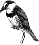 "Bucco hyperrhynchus, or Puff-bird, is blue-black, with a white under surface crossed by a broad black band, and a white forehead and nape, with a large bill." A. H. Evans