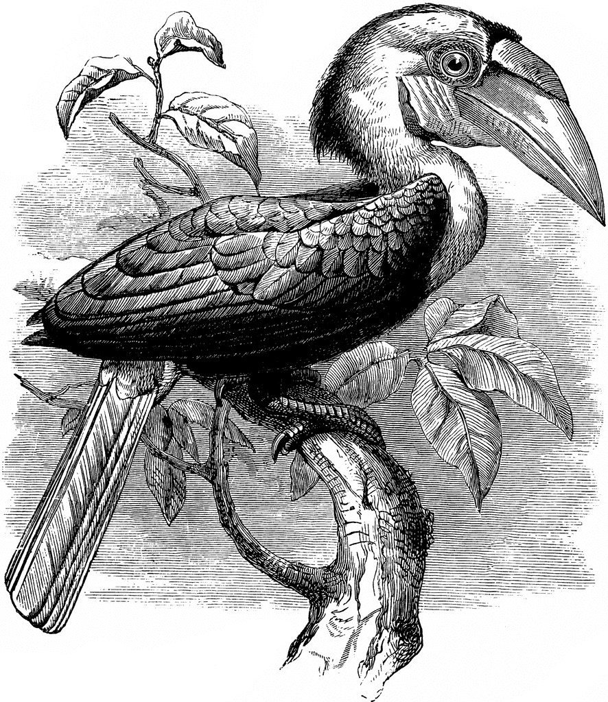 Hornbill Bird - Chochin China Pied - Framed — Old East Indies ~ Heritage  Art Collection Vintage Images of Singapore and Jakarta