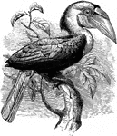 The Rytidoceros undulatus, Plait-billed Hornbill, or Wreathed Hornbill, has black wings, belly, and back. The male has a buff colored head with red plumes from the nape, a naked yellow gular pouch that has a black stripe. The female has a black head and neck with a blue gular pouch. The feet are black, the bill yellow, the the iris red.