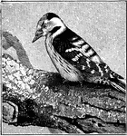 "Dendrocopus minor, or Lesser Spotted Woodpecker, are the British representatives, The colours in this genus are black and white in varied proportions, with crimsons on the head and often on the lower parts; a small amount of buff and brown being not uncommonly added." A. H. Evans, 1900