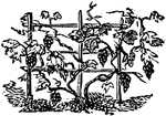 An illustration of a grapevine.