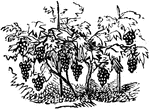 An illustration of a grapevine.