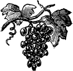An illustration of a bunch of grapes.