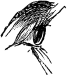 An illustration of an eye.