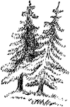 An illustration of firs.