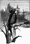"Picus martius, the Black Woodpecker, an inhabitant of the pine-forests of Europe and Asia to Japan, quite erroneously asserted to have occurred in England. The colour is black with exception of a red head, while the feathering extends down two-thirds of the metatarsus in front." A. H. Evans, 1900 Distinction between the male and the female can be seen on the crown. The male's is entirely red, while the female's shows just a touch of red on the tip.