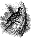 "Iynx torquilla, the Cuckoo's-mate or Snake-bird, is fairly common in England, and extends thence to Japan, Kordofan, and Senegal. The Wryneck may be distinguished from the typical Woodpeckers by their soft tails without spiny shafts, and naked nostrils with a partial covering. The plumage shews a particular mixture of black , brown, grey, and white, somewhat similar to the Nightjar." A. H. Evans, 1900