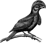 "Cephalopterus ornatus, the Umbrella bird, is entirely black, with a huge expanded umbrella-like crest of bare-shafted incurved feathers, and a long flattened and feathered gular wattle." A. H. Evans, 1900