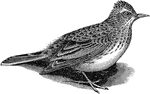 "Alauda arvensis, the Sky-Lark, breed in Britain. The normal coloration is light-brown with darker longitudinal streaks, the under parts being whitish and frequently spotted anteriorly." A. H. Evans, 1900
