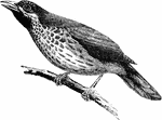 "Timelia maculata, the Babbling Thrush, sexes are commonly alike, the plain rufous coloration being often relieved by black, white, and grey." A. H. Evans, 1900