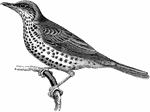 "Turdus viscivorus, Mistletoe Thrush, the coloration is ordinarily plain black or brown, more or less varied with grey, white, rufous, or chestnut, occasionally in the form of a collar; many Thrushes, moreover, exhibit the characteristic white breast spotted with brown. The bill if frequently orange or yellow." A. H. Evans