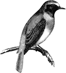 "Our Ruticilla phoenicurus,the Redstart, is grey, with brown wings, chestnut breast, rump, and lateral rectrices, black face and throat; the hen being brownish above and buff below, with less brilliant chestnut tints." A. H. Evans, 1900