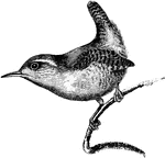 "Troglodytes parvulus, Wren, the coloration is ordinarily brown, with a great tendency to barring; spots, stripes, and streaks are not uncommon; chestnut, bay, orange, and grey often relieve the dulness.: A. H. Evans, 1900