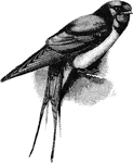 "Hirundo rustica, the Swallow, is metallic black, with a variable amount of chestnut or rufous on the head, rump, or lower surface; the last of these regions exhibiting much white or having a black pectoral band, while streaky markings are not uncommon." A. H. Evans