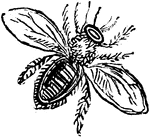 An illustration of a bee.