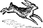 An illustration of a hare.