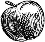 An illustration of an apple.