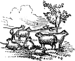 An illustration of a herd of sheep.