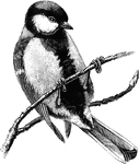 "Parus major, the Great Titmouse, are olive, brown, or grey, varied with black, white, chestnut, or buff, as in our Crested Tit. The sexes are very similar, the young often yellower." A. H. Evans, 1900