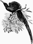 "Falcinellus speciosus, Long-tailed Bird of Paradise, is black with rainbow-like reflections; the broad plumes of the sides of the upper breast being banded with metallic blue and green, and having wide tips which open upwards into a fan; while the long pointed flank-feathers compose similarly coloured tufts." A. H. Evans