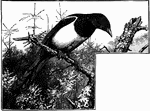 "The Pica rustica, or Magpie, extends through the Palaearctic Region, and reaches Formosa and North America." A. H. Evans, 1900 The plumage of this bird is black and white.