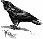 "Corvus corax, the Raven, are generally black with a purplish or greenish gloss, and frequently with white at the base of the feathers; some, however, are browner."