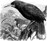 "Heteralocha acutirostris, the New Zealand Huia, the female has a remarkably long, curved bill, that of the male being short, stout, and nearly straight, The plumage is greenish-black, with a white-tipped tail; the bill is whitish, the feet are blue-grey, the large rictal wattles orange." A. H. Evans, 1900