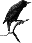 "Our familiar Starling (Sturnus vulgaris) being iridescent black, with buff markings above, and, after the autumn moult, white spots below. The female is duller, but in this Family the sexes usually differ little." A. H. Evans, 1900