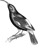"Drepanis pacifica, the Mamo, is black, with golden rump, upper and under tail-coverts, tibiae, and bend of wing, a little white shewing on the wings and tail." A. H. Evans, 1900
