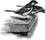 "Passer domesticus, House Sparrow, The sexes may be similarly coloured or very different, the hues being commonly sober, but sometimes particularly brilliant. The feet are usually dull... the bill may be blackish, yellowish, dusky, or even red." A. H. Evans, 1900