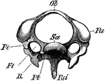 "Third cervical vertebra of Woodpecker (Picus viridis). (Viewed anteriorly.) Ft, vertebrarterial foramen; Ob, upper arch ; Pa, articular process; Psi, haemal spine ; Pt, Pt, the two bars of the transverse process, shewn on one side ancylosed with the cervical rib (R); Sa articular surface of centrum. (From Wieersheim.) A. H. Evans, 1900