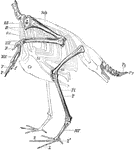 "Skeleton of the Limbs and Tail of a Carinate Bird. (The skeleton of the body is indicated by dotted lines.) F, digits; Fi, fibula; HW, carpus; MF, tarsometatarsus; MH, carpometacarpus; OA, humerus; OS, femur; Py, pygostyle; R, coracoid; Ul, ulna; Sch, scapula; St, sternum, with its keel (Cr); T, tibiotarsus; Rd, radius; Z, Z, digits of foot. (From Wiedersheim.)" A. H. Evans, 1900