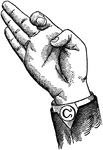 Consonants have a closed or narrowly expanded adjustment of the vocal organs, so that in their production some part of the throat or mouth obstructs, squeezes, or divides the breath. &hellip;in representing consonants the hand suggests a narrow adjustment of the organs, by having the prominent or accented fingers straightened and the second phalanx of the thumb close to the plane of the palm.  <P>Non-Vocal Consonant positions have the voice phalanx of the thumb bent at right angles to the breath phalanx, or unaccented. Mixed Consonant positions have the second, third, and fourth fingers accented. Back Consonant positions, being posterior, have the palm held laterally at an angle to the arm.