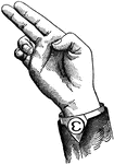 Consonants have a closed or narrowly expanded adjustment of the vocal organs, so that in their production some part of the throat or mouth obstructs, squeezes, or divides the breath. &hellip;in representing consonants the hand suggests a narrow adjustment of the organs, by having the prominent or accented fingers straightened and the second phalanx of the thumb close to the plane of the palm. <p> Non-Vocal Consonant positions have the voice phalanx of the thumb bent at right angles to the breath phalanx, or unaccented. Divided Consonant positions have the first and second fingers accented. Back Consonant positions, being posterior, have the palm held laterally at an angle to the arm.