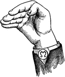 Consonants have a closed or narrowly expanded adjustment of the vocal organs, so that in their production some part of the throat or mouth obstructs, squeezes, or divides the breath. &hellip;in representing consonants the hand suggests a narrow adjustment of the organs, by having the prominent or accented fingers straightened and the second phalanx of the thumb close to the plane of the palm. <p> Non-Vocal Consonant positions have the voice phalanx of the thumb bent at right angles to the breath phalanx, or unaccented. Mixed-Divided Consonant positions have all of the fingers accented. Top Consonant positions have the lower phalanges of the fingers at right angles to the plane of the palm.