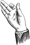 Consonants have a closed or narrowly expanded adjustment of the vocal organs, so that in their production some part of the throat or mouth obstructs, squeezes, or divides the breath. &hellip;in representing consonants the hand suggests a narrow adjustment of the organs, by having the prominent or accented fingers straightened and the second phalanx of the thumb close to the plane of the palm. <p> Vocalized Consonant positions have the voice phalanx of the thumb accented; that is, brought in line with the breath phalanx; this constitutes the only difference between the Vocalized and analogous Non-Vocal Consonant positions. Mixed Consonant positions have the second, third, and fourth fingers accented. Back Consonant positions, being posterior, have the palm held laterally at an angle to the arm.