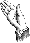 Consonants have a closed or narrowly expanded adjustment of the vocal organs, so that in their production some part of the throat or mouth obstructs, squeezes, or divides the breath. &hellip;in representing consonants the hand suggests a narrow adjustment of the organs, by having the prominent or accented fingers straightened and the second phalanx of the thumb close to the plane of the palm. <p> Vocalized Consonant positions have the voice phalanx of the thumb accented; that is, brought in line with the breath phalanx; this constitutes the only difference between the Vocalized and analogous Non-Vocal Consonant positions. Mixed-Divided Consonant positions have all of the fingers accented. Back Consonant positions, being posterior, have the palm held laterally at an angle to the arm.