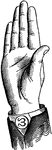 Consonants have a closed or narrowly expanded adjustment of the vocal organs, so that in their production some part of the throat or mouth obstructs, squeezes, or divides the breath. &hellip;in representing consonants the hand suggests a narrow adjustment of the organs, by having the prominent or accented fingers straightened and the second phalanx of the thumb close to the plane of the palm. <p> Vocalized Consonant positions have the voice phalanx of the thumb accented; that is, brought in line with the breath phalanx; this constitutes the only difference between the Vocalized and analogous Non-Vocal Consonant positions. Mixed-Divided Consonant positions have all of the fingers accented. Lip Consonant positions, being anterior, have the palm upright and in line with the arm.