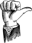 Consonants have a closed or narrowly expanded adjustment of the vocal organs, so that in their production some part of the throat or mouth obstructs, squeezes, or divides the breath. &hellip;in representing consonants the hand suggests a narrow adjustment of the organs, by having the prominent or accented fingers straightened and the second phalanx of the thumb close to the plane of the palm. <p> Vocalized Consonant positions have the voice phalanx of the thumb accented; that is, brought in line with the breath phalanx; this constitutes the only difference between the Vocalized and analogous Non-Vocal Consonant positions.  Nasal Consonant positions have the breath phalanx of the thumb in the position to indicate Nasality. None of the fingers are accented. Point Consonant positions, being anterior, have the palm upright and in line with the arm.