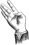 Consonants have a closed or narrowly expanded adjustment of the vocal organs, so that in their production some part of the throat or mouth obstructs, squeezes, or divides the breath. &hellip;in representing consonants the hand suggests a narrow adjustment of the organs, by having the prominent or accented fingers straightened and the second phalanx of the thumb close to the plane of the palm. <p> Non-Vocal Consonant positions have the voice phalanx of the thumb bent at right angles to the breath phalanx, or unaccented. Primary Consonant positions have only the first finger accented. Throat Consonant positions differ from those of the Back in having the index and center fingers separated.