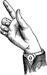 Consonants have a closed or narrowly expanded adjustment of the vocal organs, so that in their production some part of the throat or mouth obstructs, squeezes, or divides the breath. &hellip;in representing consonants the hand suggests a narrow adjustment of the organs, by having the prominent or accented fingers straightened and the second phalanx of the thumb close to the plane of the palm. <p> Vocalized Consonant positions have the voice phalanx of the thumb accented; that is, brought in line with the breath phalanx; this constitutes the only difference between the Vocalized and analogous Non-Vocal Consonant positions. Primary Consonant positions have only the first finger accented. Throat Consonant positions differ from those of the Back in having the index and center fingers separated.