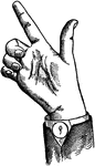 Consonants have a closed or narrowly expanded adjustment of the vocal organs, so that in their production some part of the throat or mouth obstructs, squeezes, or divides the breath. &hellip;in representing consonants the hand suggests a narrow adjustment of the organs, by having the prominent or accented fingers straightened and the second phalanx of the thumb close to the plane of the palm. From the Vocalized Throat primary consonant which represents guttural contraction, we may derive a very appropriate orinasal symbol by placing the breath phalanx of the thumb in the position for nasality. This symbol acts retrospectively, so in representing an orinasal we represent the vowel in the usual way and immediately follow it with the orinasal symbol.