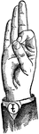 Vowels have a wide, firm, and free channel, whereby the breath is modified without friction or sibilation. &hellip; in representing vowels the hand suggests a wide and firm channel, by having the accented finger bent and its terminal phalanx brought firmly in contact with the terminal phalanx of the thumb. <p> Vowel positions are distinguished by always having the voice phalanx of the thumb accented and in contact with the terminal phalanx of the accented finger. This kind of accent is the strongest which can be given a finger, and so always takes precedence. Two modes of accentuation may not co-exist. Front Vowels have the palm in the anterior position. Wide Vowel positions differ from analogous Primary Vowel positions by having straightened unaccented fingers, to denote "Wide." Low Vowels have the first or index finger accented.