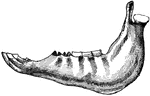 The side view of the jaw of a four year old colt.